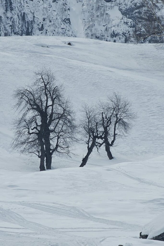 Serene winter scene in Sonamarg, Kashmir with snow and barren trees.